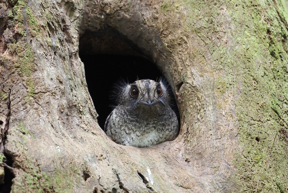 Barred Owlet-nightjar (Barred) - Stephan Lorenz