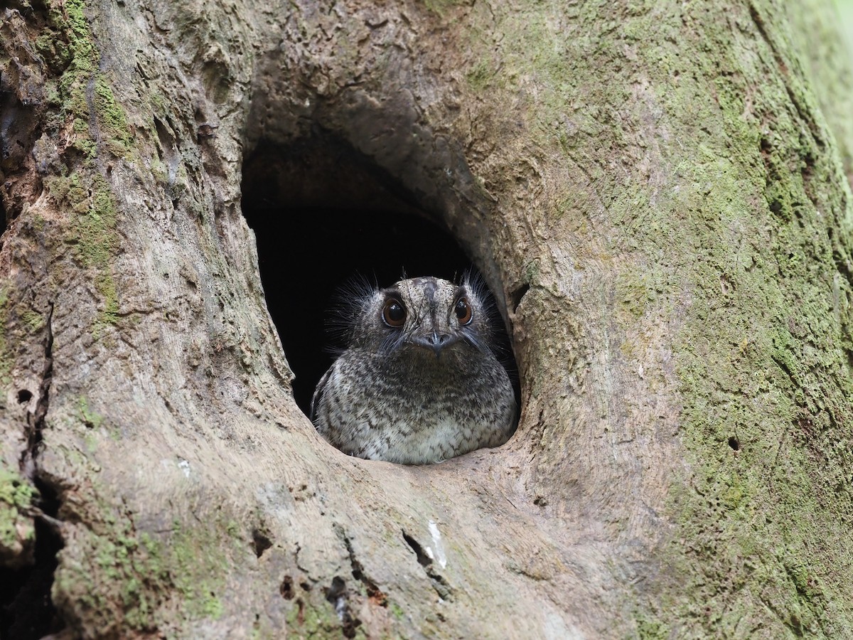 Barred Owlet-nightjar (Barred) - ML473528181