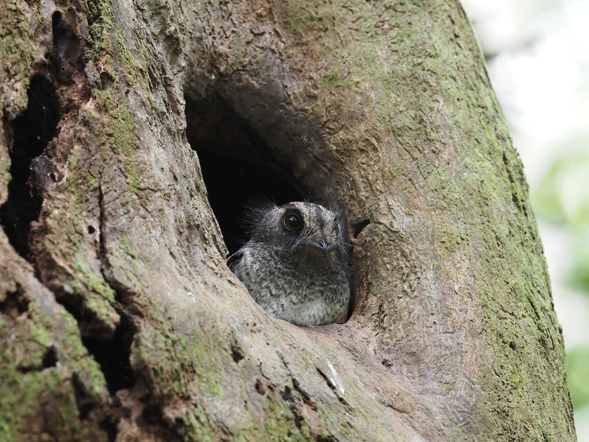 Barred Owlet-nightjar (Barred) - ML473528191
