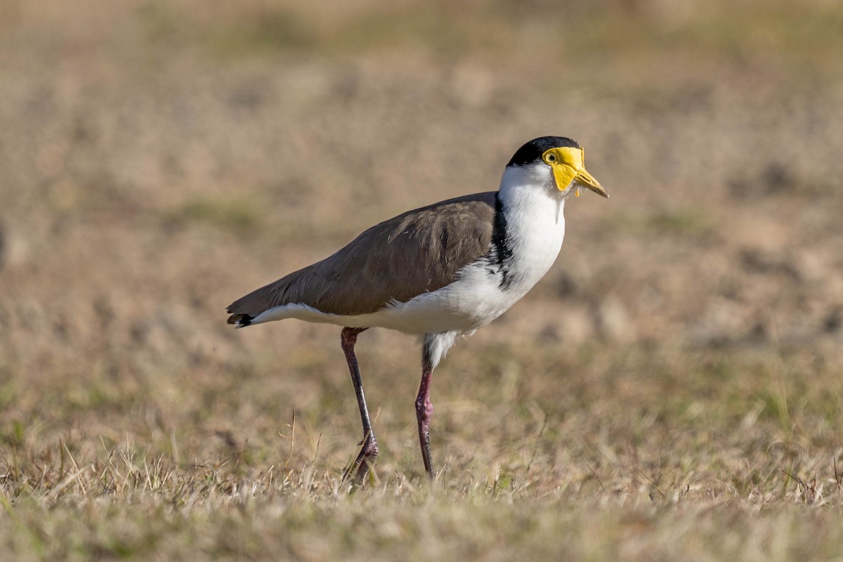 Masked Lapwing - ML473528321