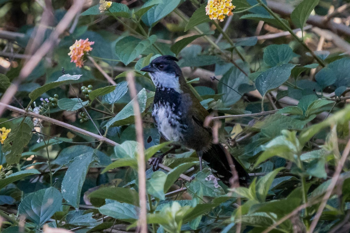 Eastern Whipbird - ML473528371