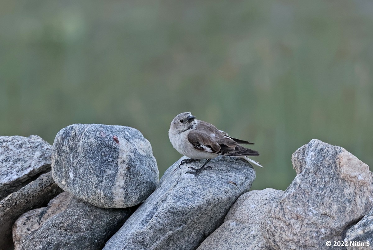 Black-winged Snowfinch - Nitin Srinivasa Murthy