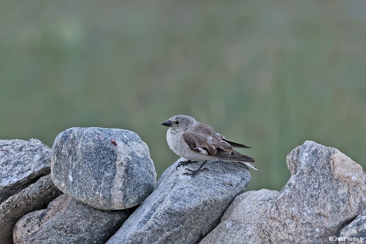 Black-winged Snowfinch - Nitin Srinivasa Murthy