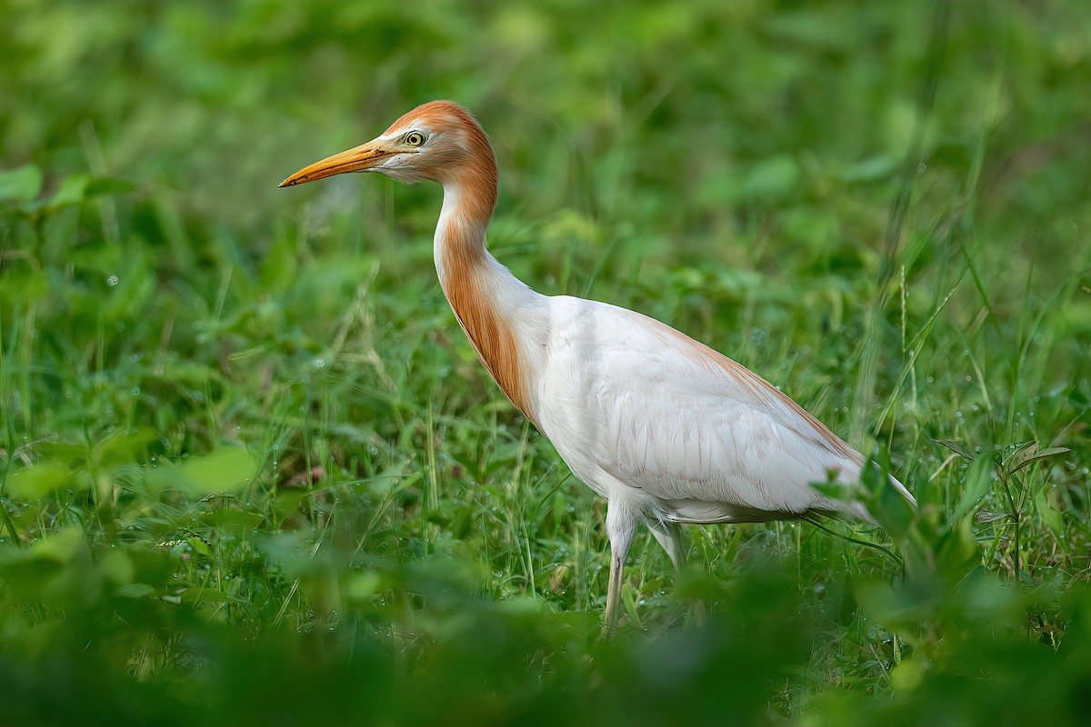 Eastern Cattle-Egret - ML473529651