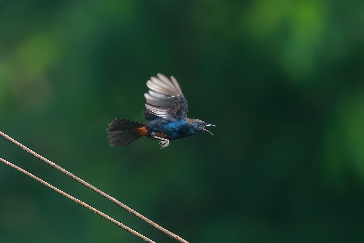 Indian Robin - ML473529701