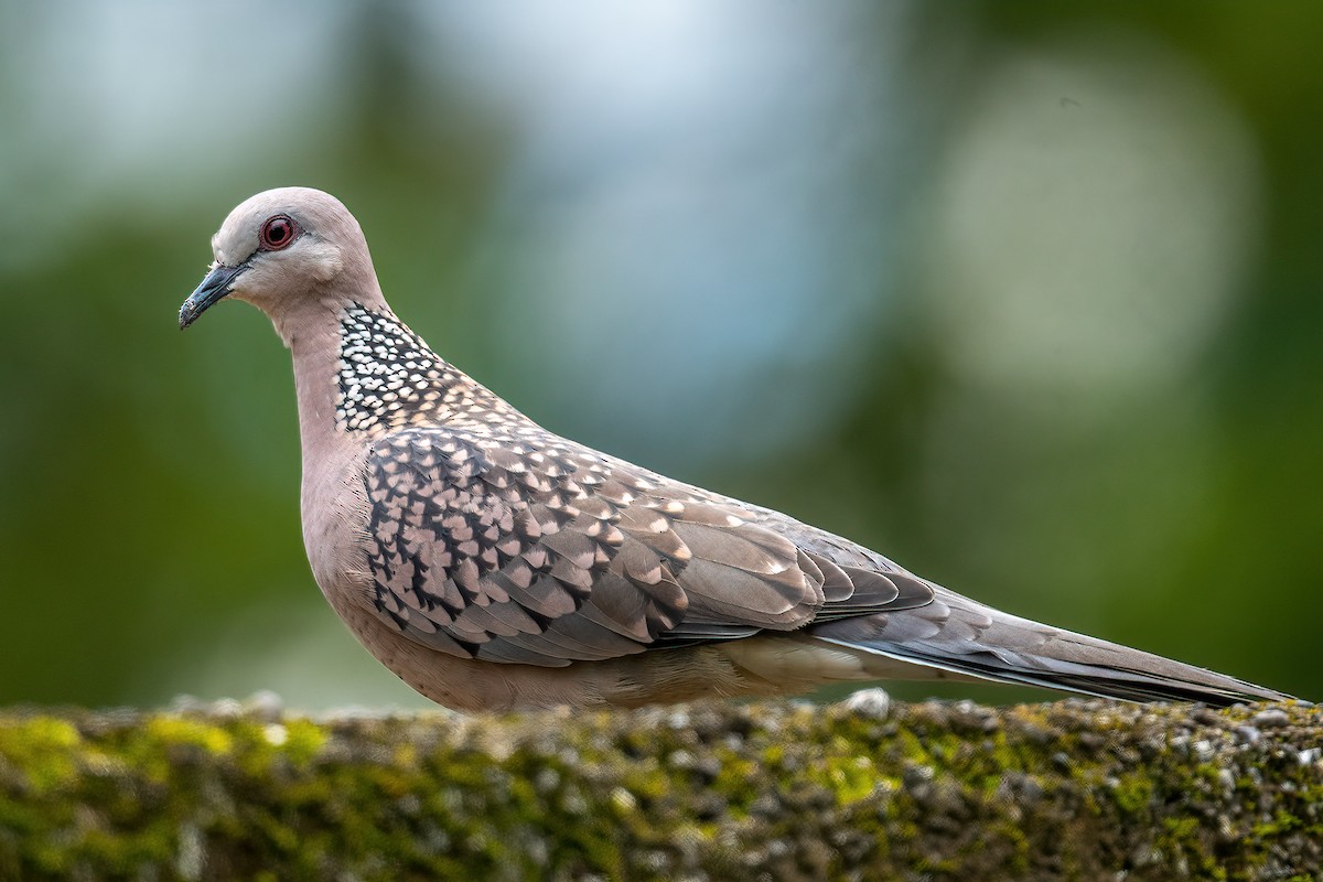 Spotted Dove - ML473529711