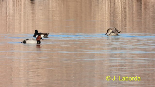 Tufted Duck - ML473529791