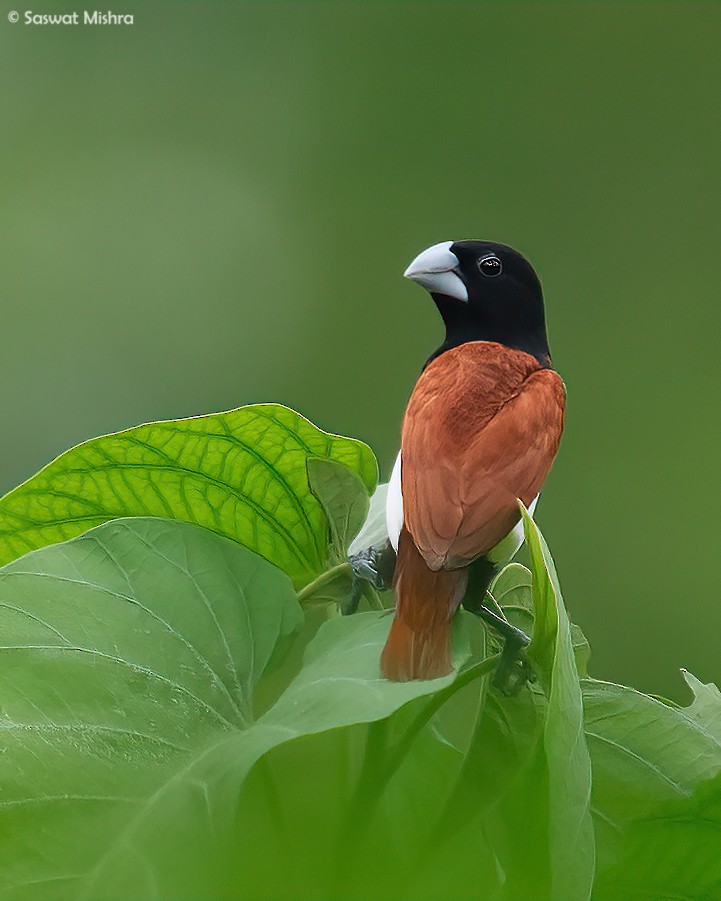 Tricolored Munia - ML473529921