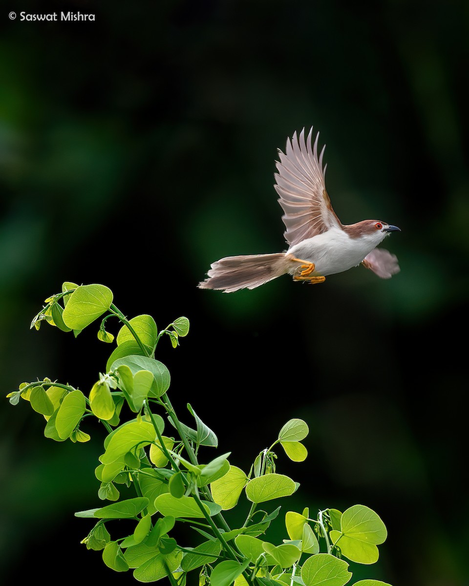 Yellow-eyed Babbler - ML473529941
