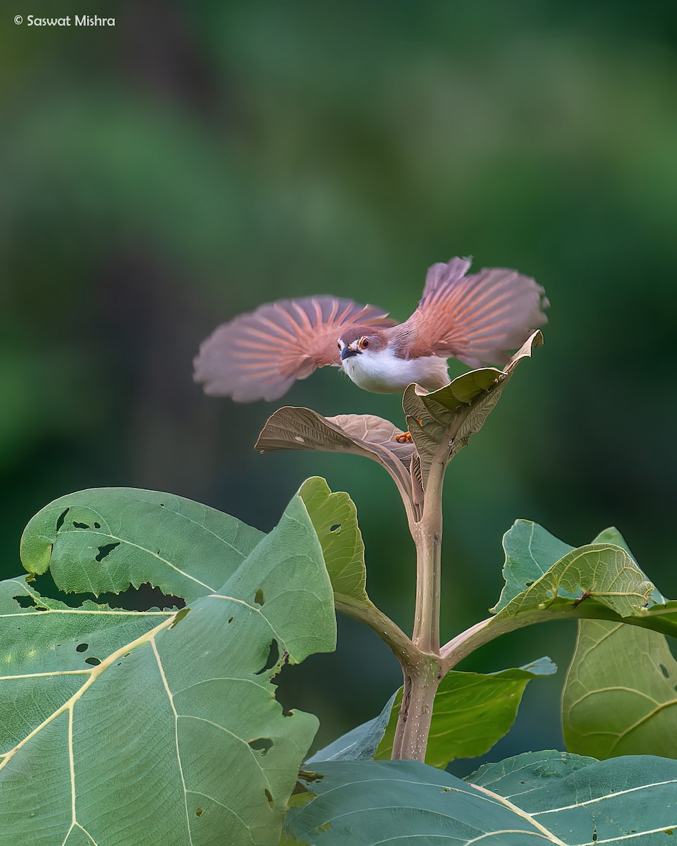 Yellow-eyed Babbler - ML473529951
