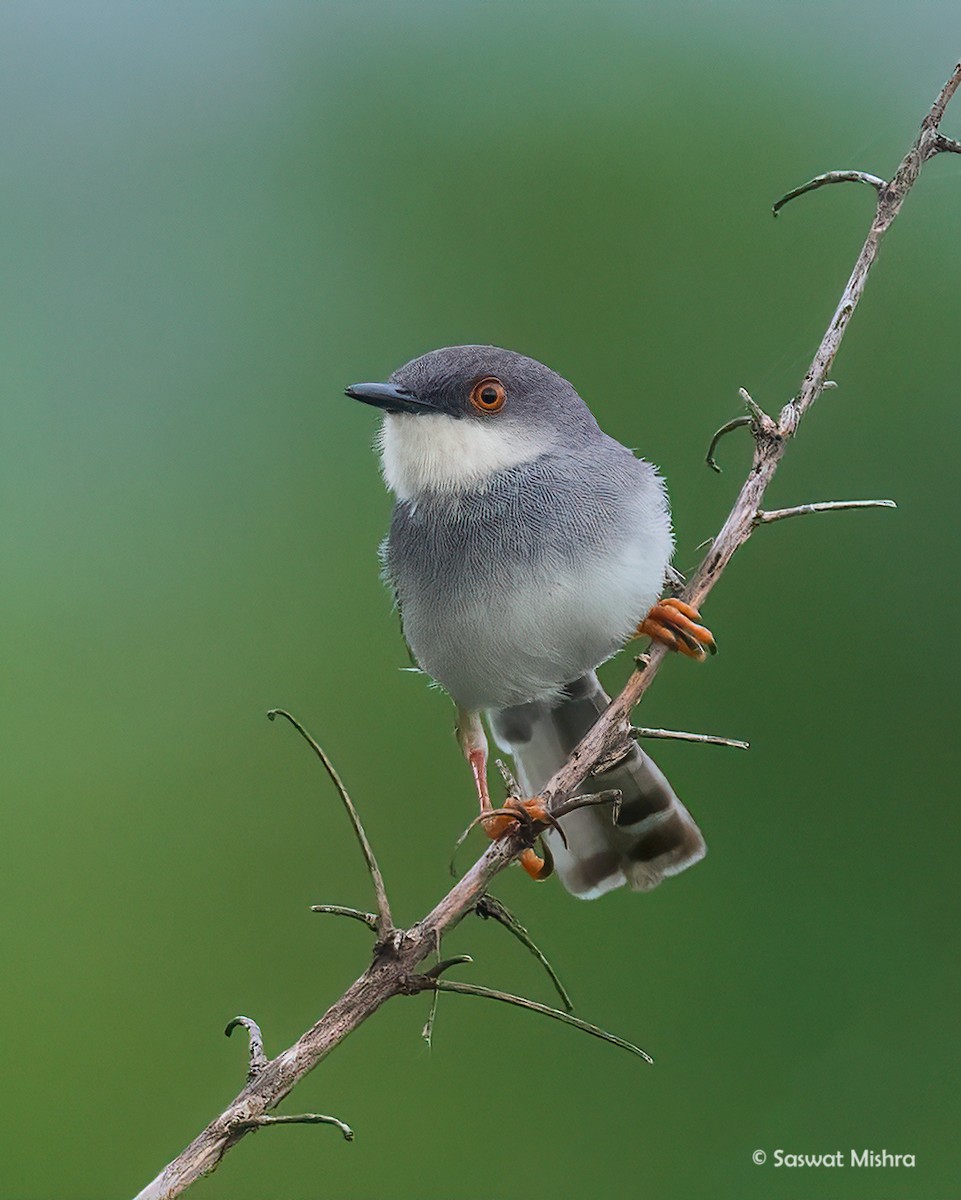 Gray-breasted Prinia - ML473529981