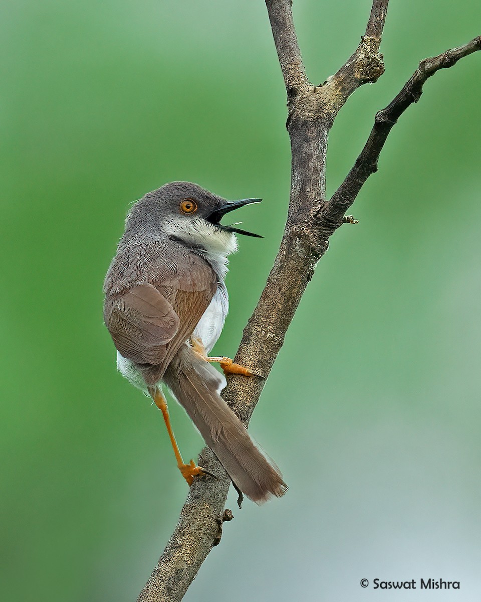 Gray-breasted Prinia - ML473529991