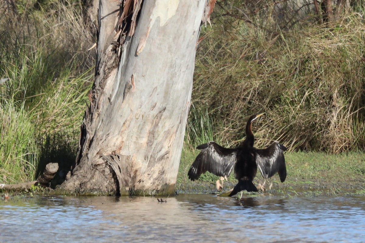 anhinga australská - ML473531271