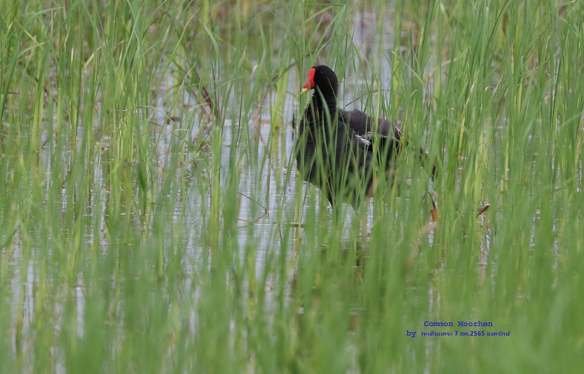 Gallinule poule-d'eau - ML473531311