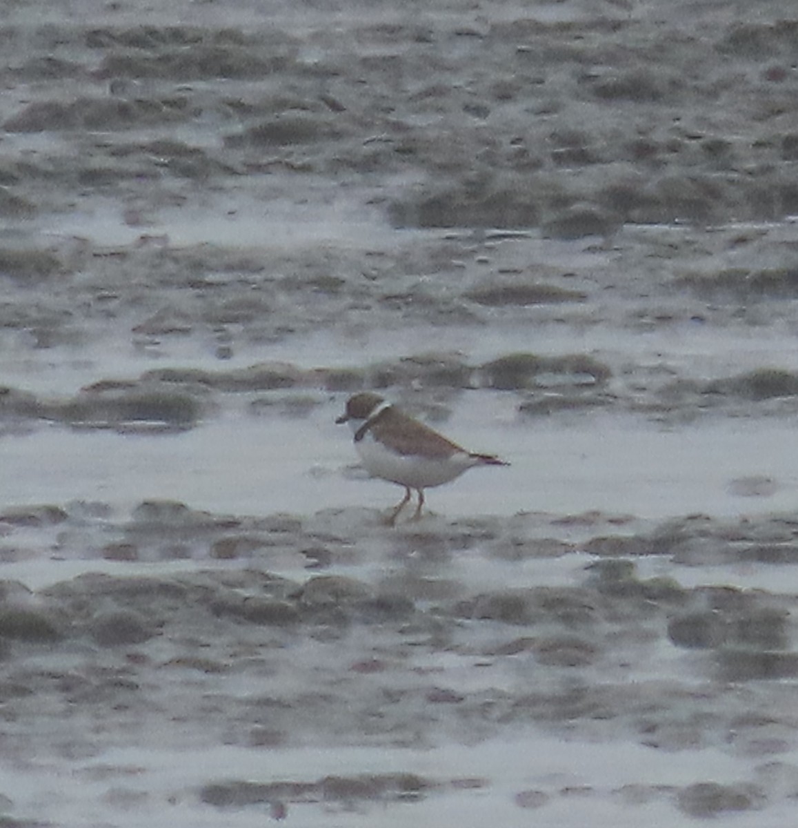 Semipalmated Plover - Laura Burke