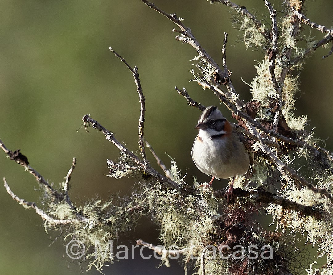Rufous-collared Sparrow - ML473532311