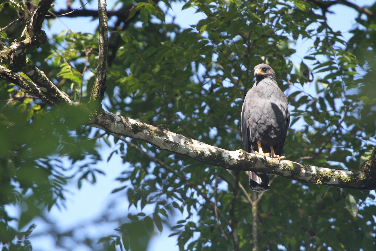 Common Black Hawk - ML47353251