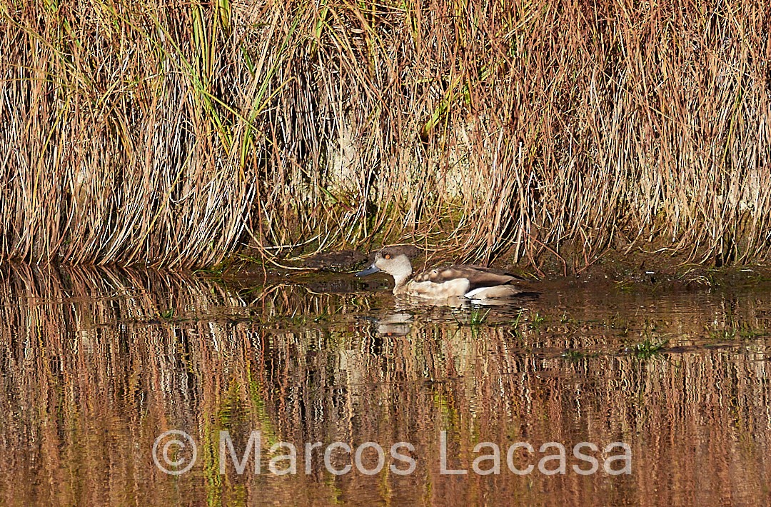 Crested Duck - Marcos Lacasa