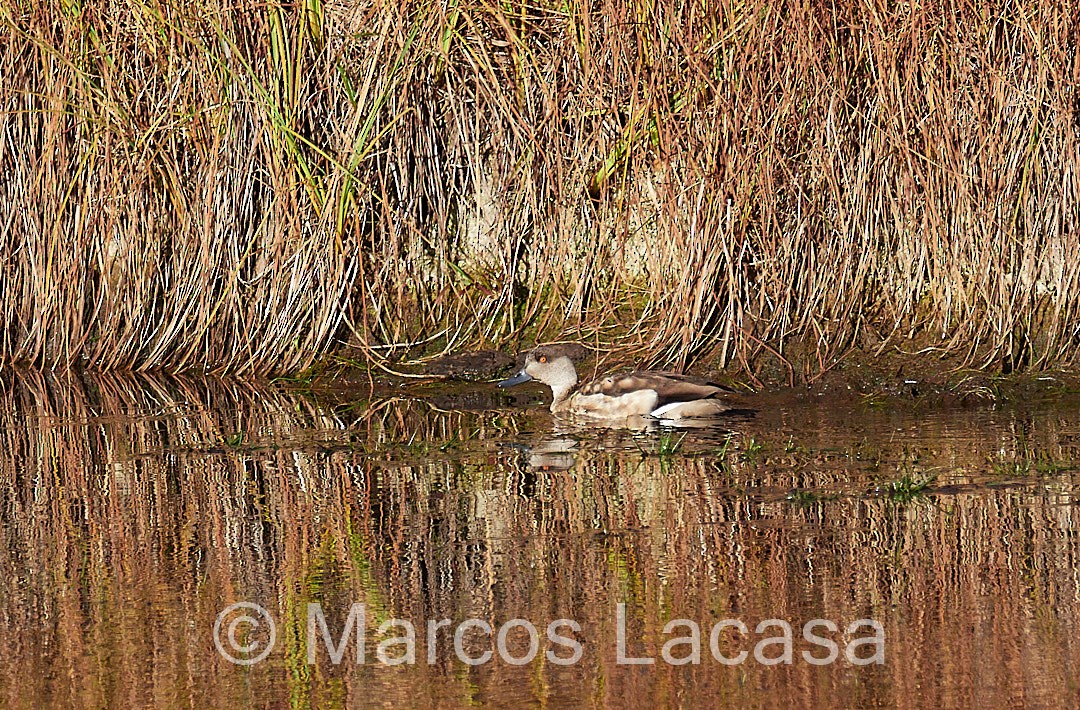 Crested Duck - ML473532521