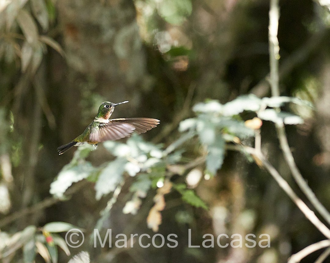 Colibrí Gorjiamatista (grupo amethysticollis) - ML473532871