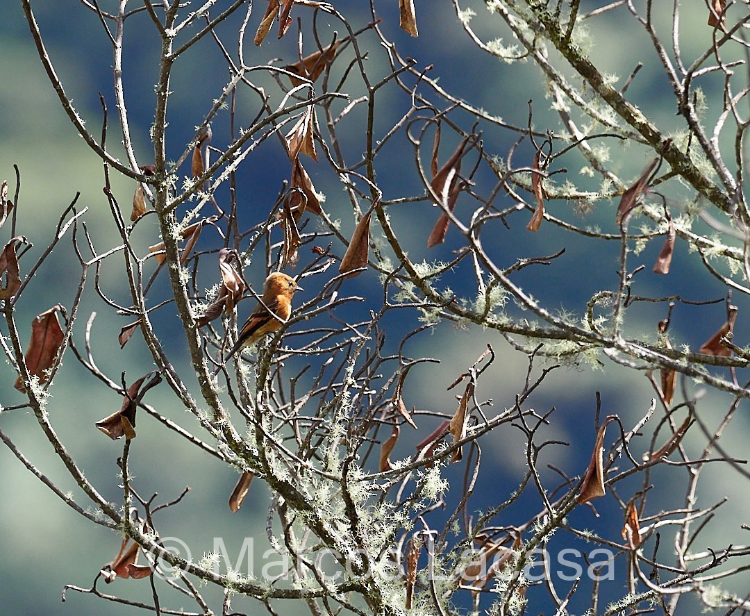 Cinnamon Flycatcher - ML473533181