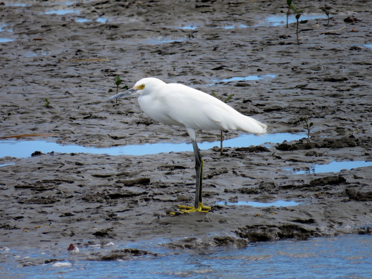 Snowy Egret - ML47353391