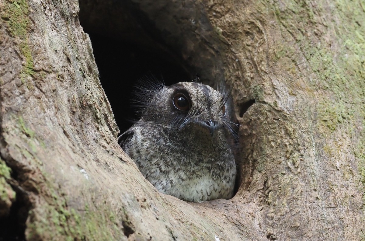 Barred Owlet-nightjar (Barred) - Stephan Lorenz