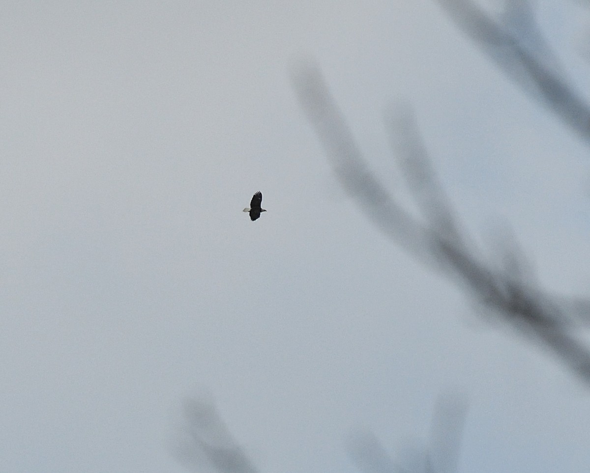Bald Eagle - ML47353561