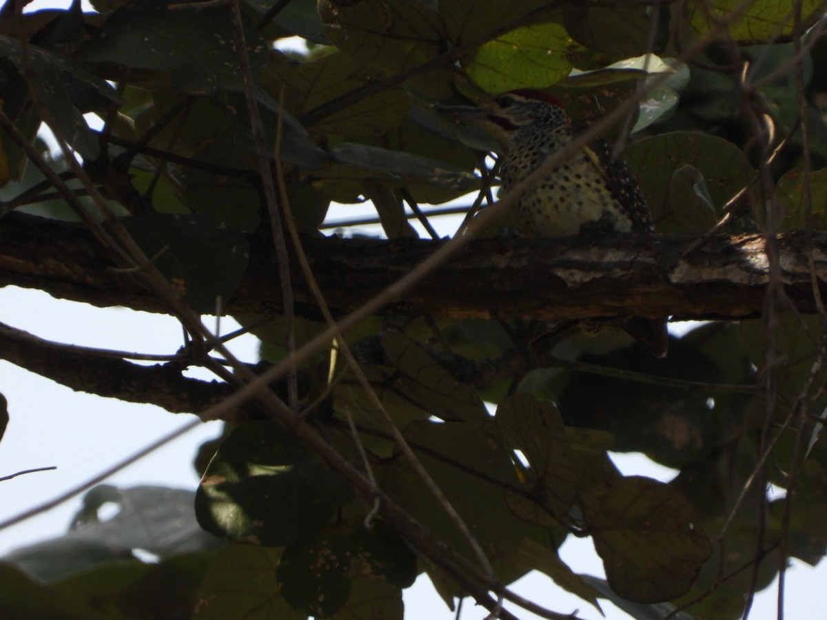 Nubian Woodpecker - ML473535661