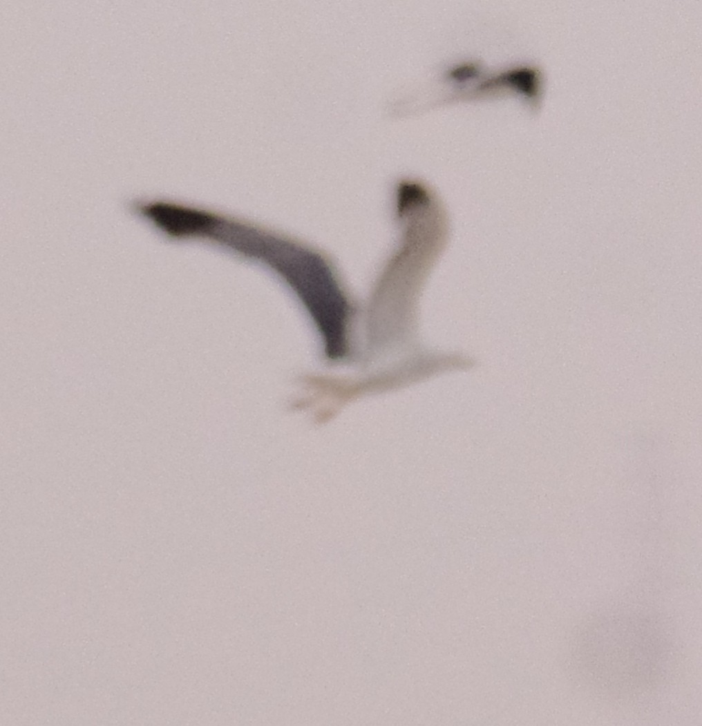 Lesser Black-backed Gull (Steppe) - ahmad mohammadi ravesh