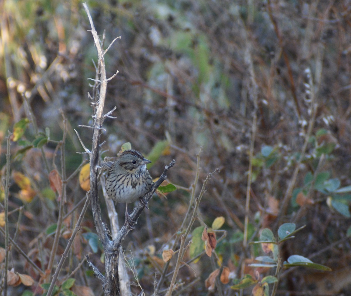 Lincoln's Sparrow - ML473536041