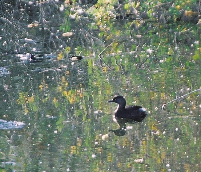 Least Grebe - ML47353651