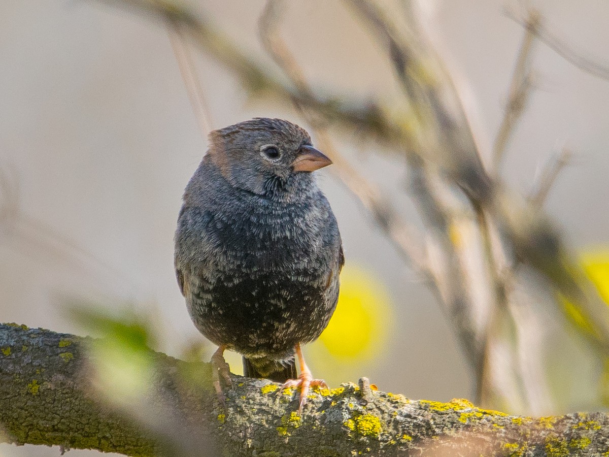 Carbonated Sierra Finch - ML473537061