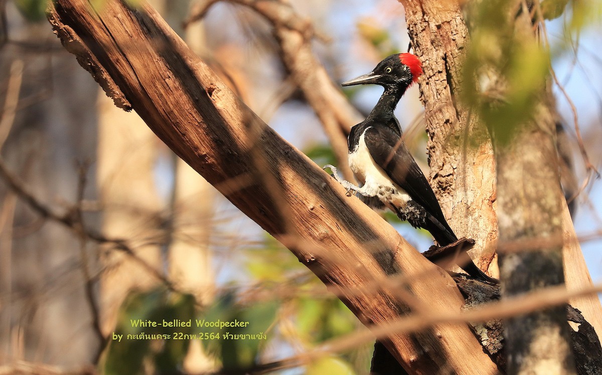 White-bellied Woodpecker - ML473537561