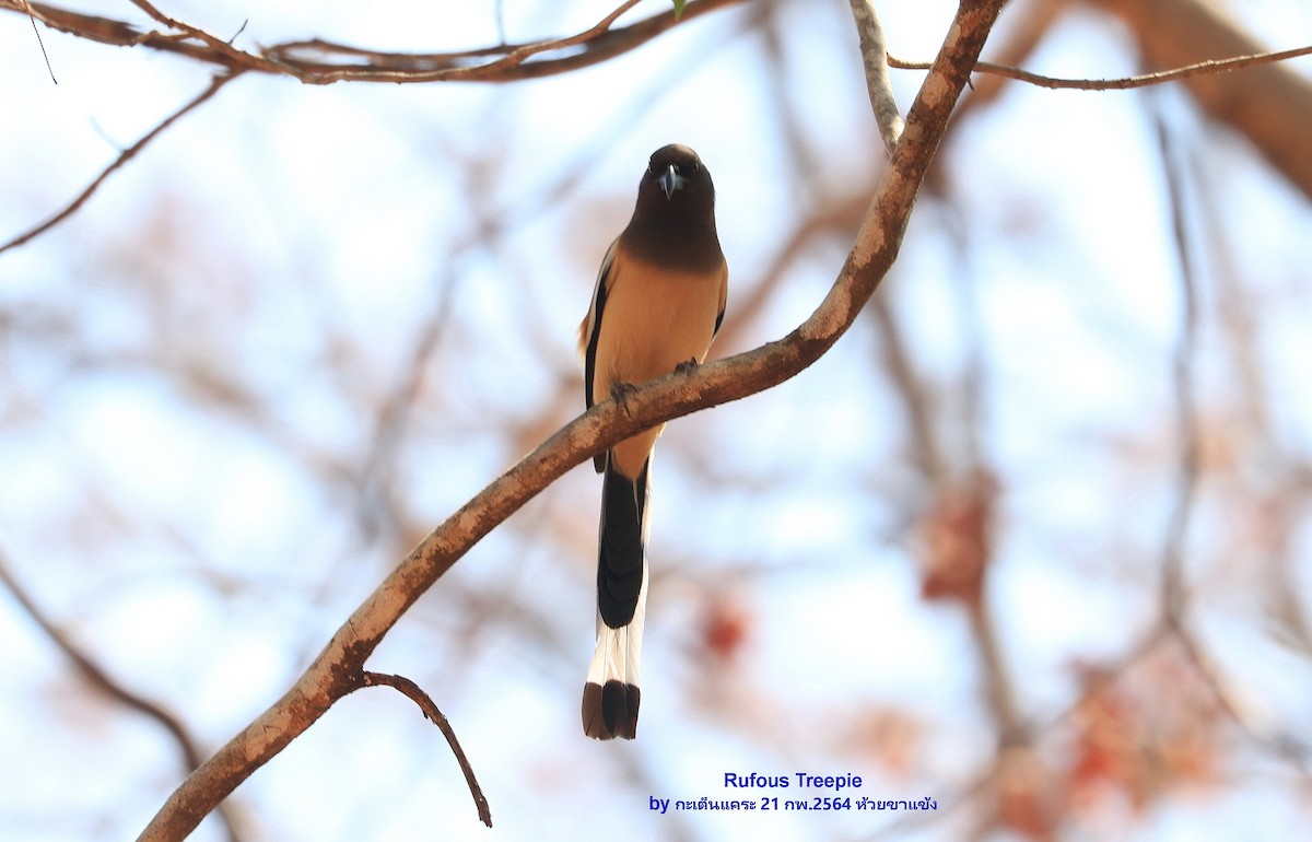 Rufous Treepie - ML473537591