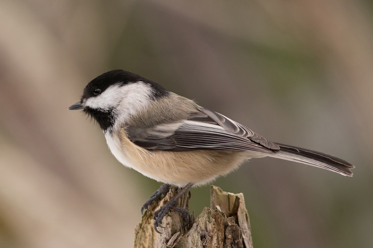 Black-capped Chickadee - ML47353761