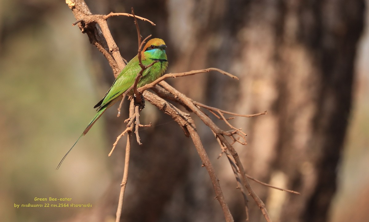 Asian Green Bee-eater - ML473537721