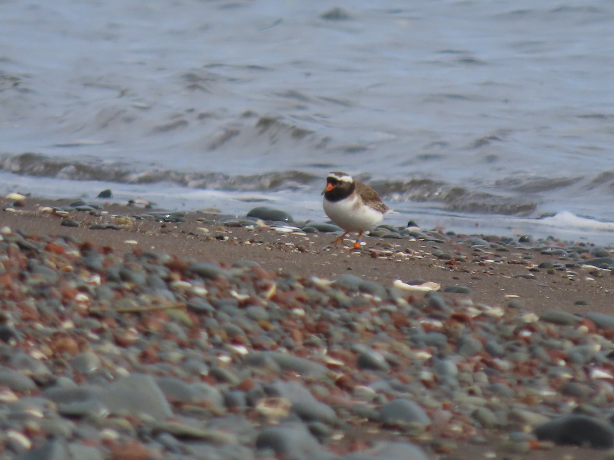 Shore Plover - ML473537821