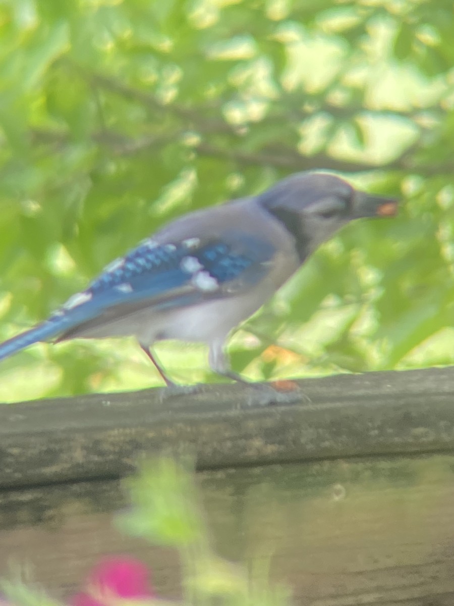 Blue Jay - ML473537911