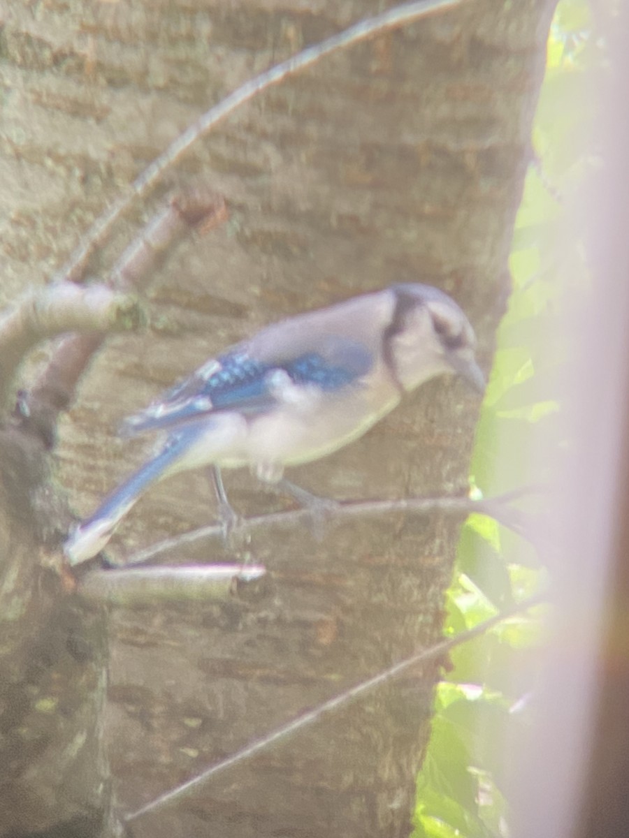 Blue Jay - ML473537941