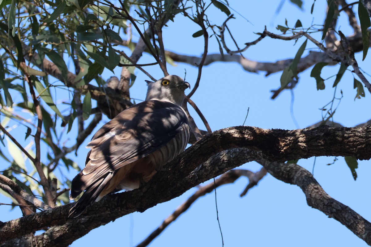 Pacific Baza - ML473538181