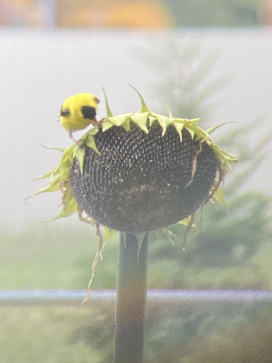 American Goldfinch - ML473538231