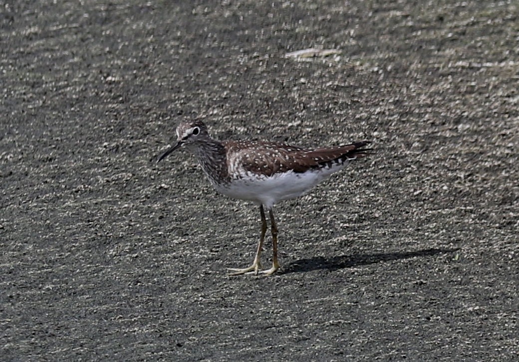 Solitary Sandpiper - ML473538251