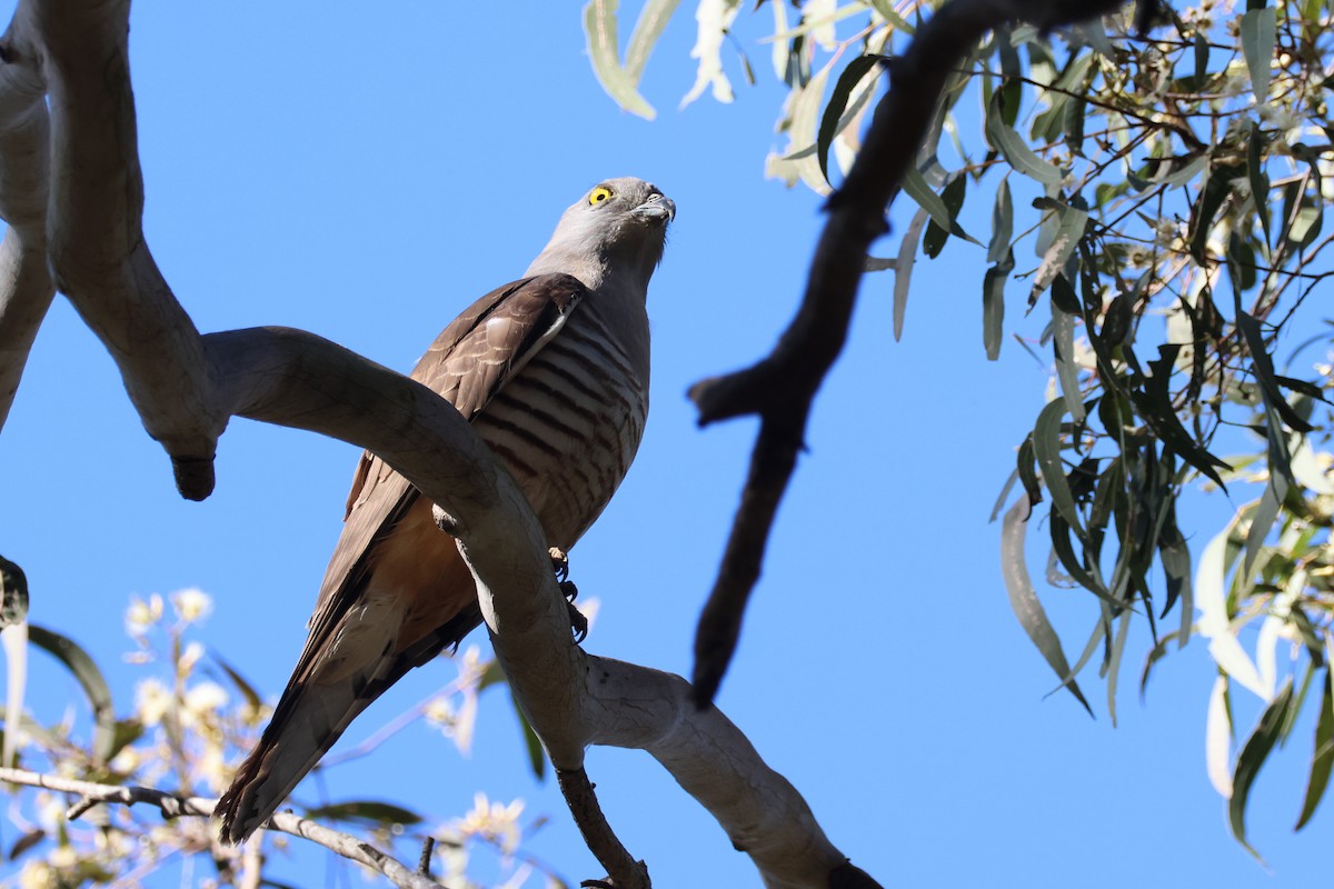 Pacific Baza - ML473538281