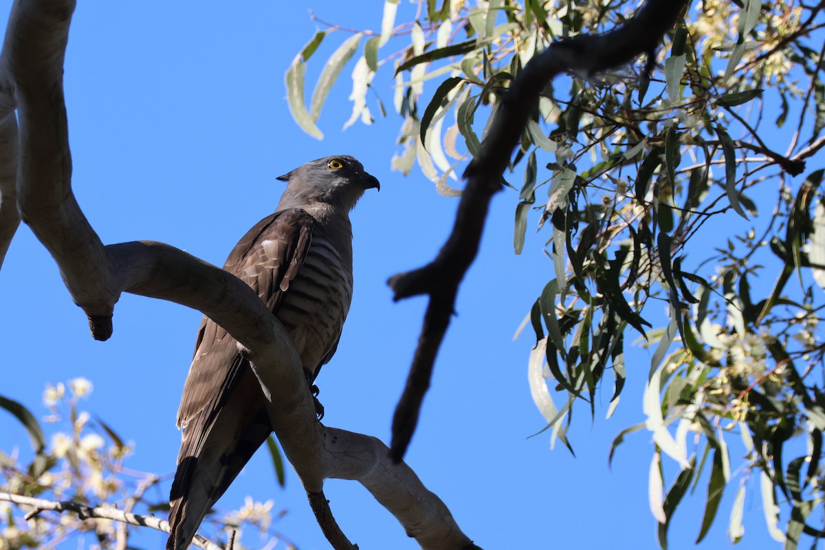 Pacific Baza - ML473538291