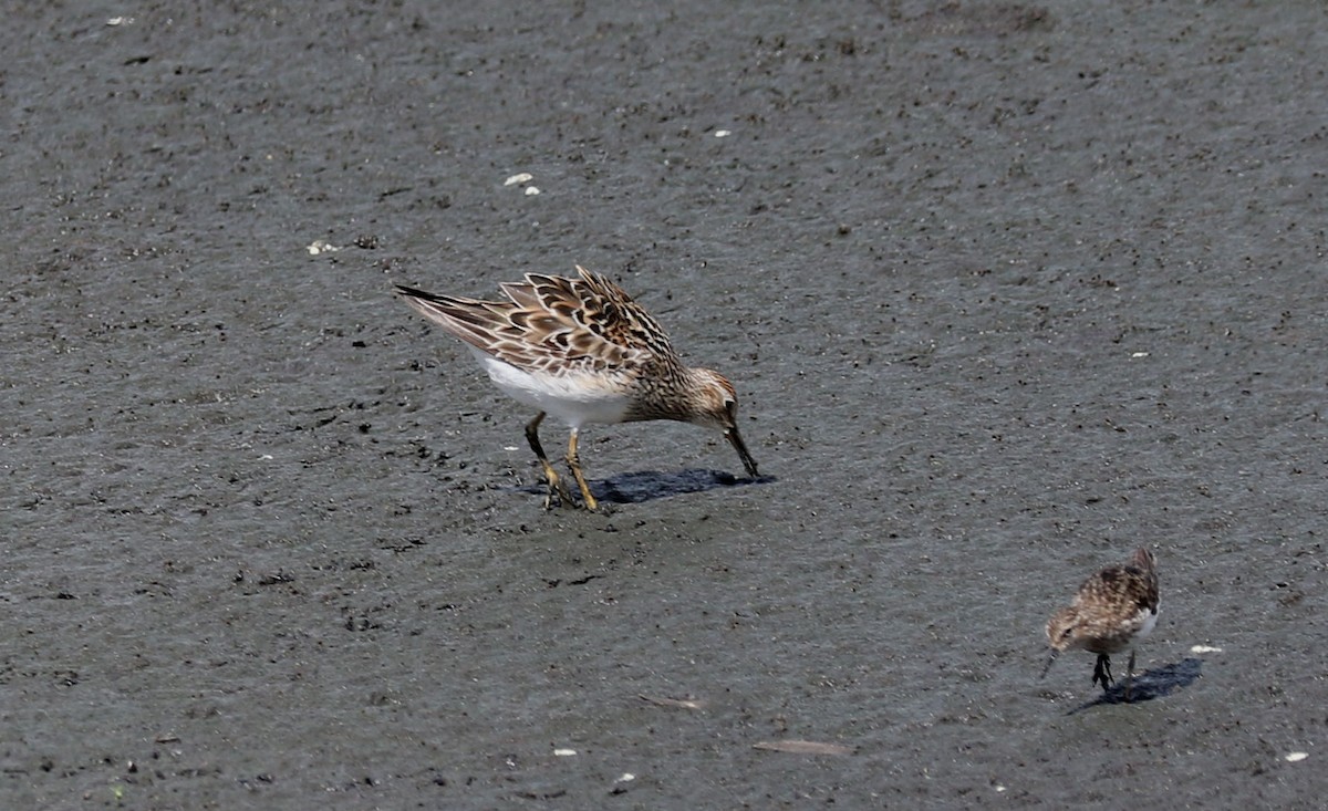 Pectoral Sandpiper - ML473538311