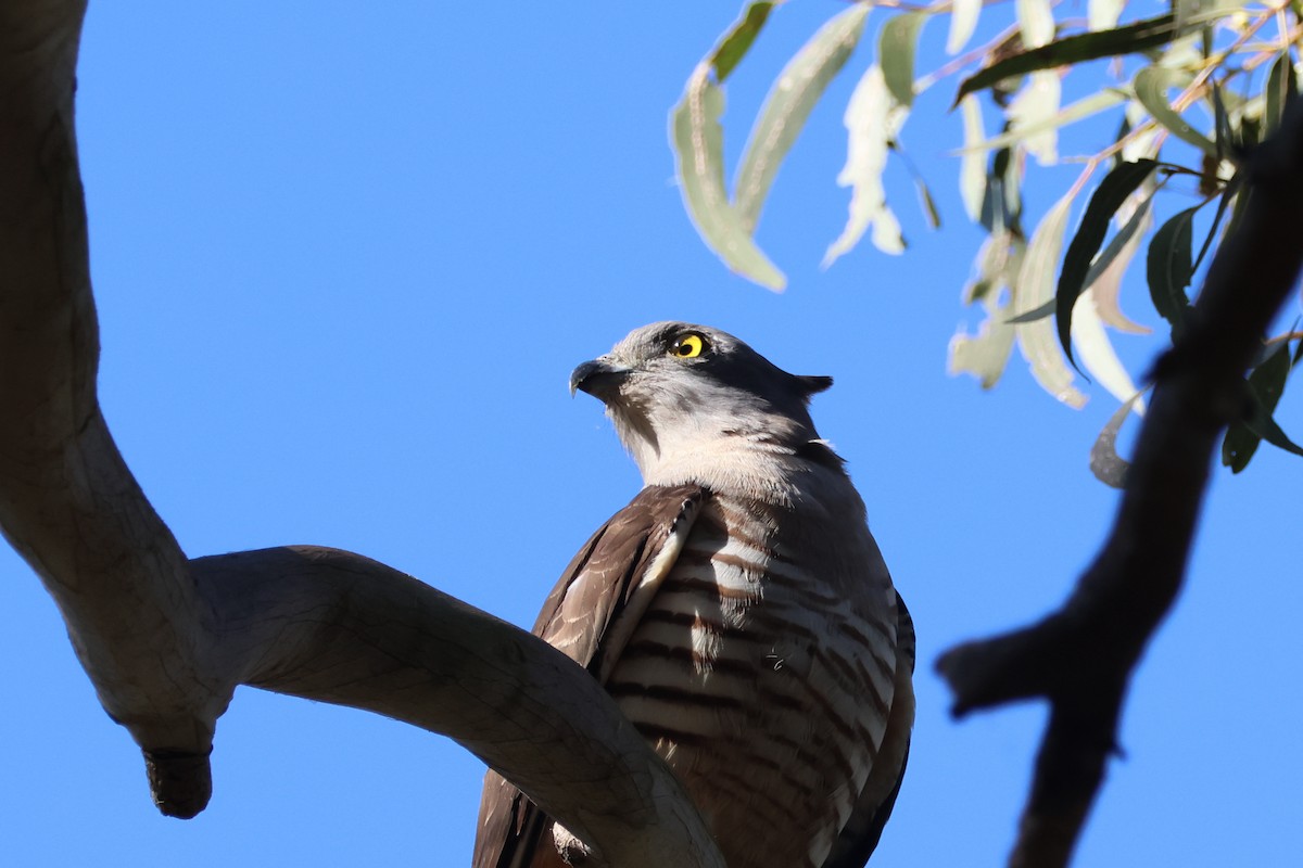 Pacific Baza - ML473538321