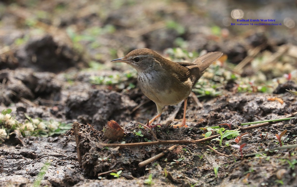 Baikal Bush Warbler - ML473538901