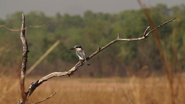 Red-backed Kingfisher - ML473539