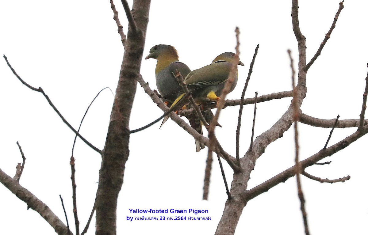 Yellow-footed Green-Pigeon - ML473540211